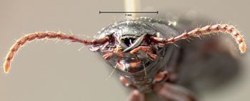 Media type: image;   Entomology 5646 Aspect: head frontal view